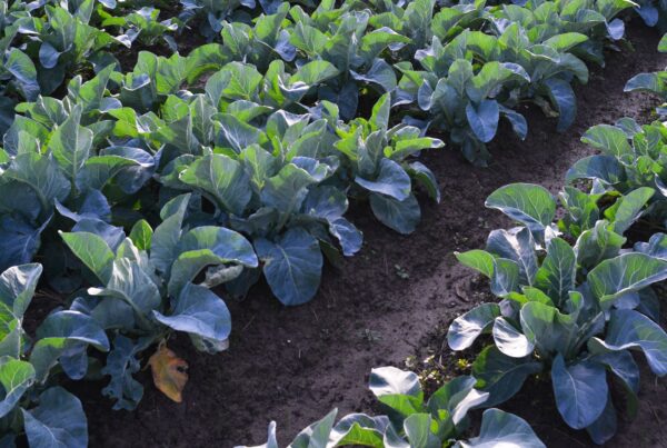 Agricultura sostenible