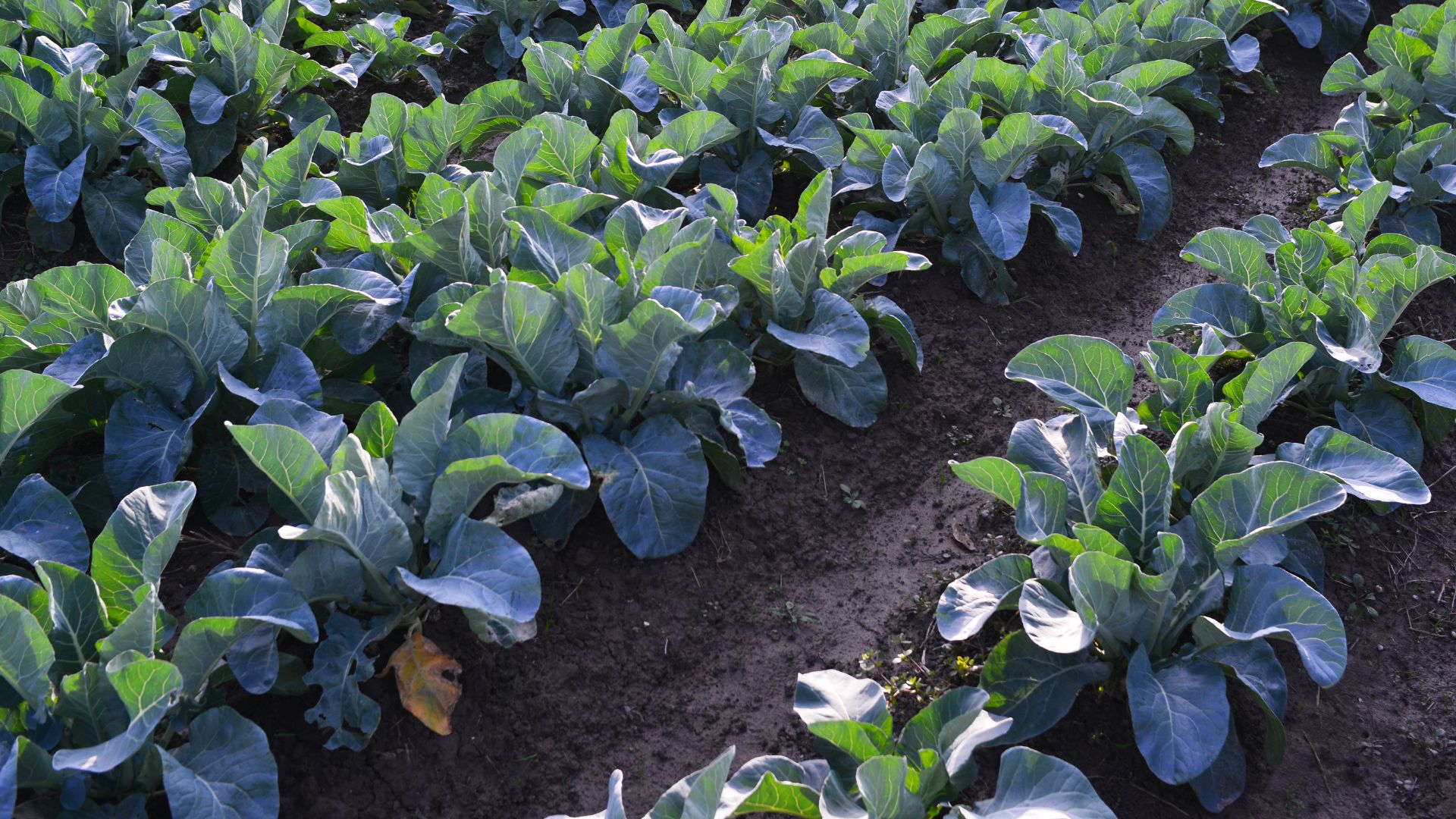 Agricultura sostenible