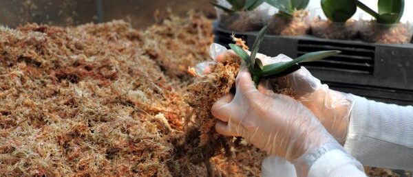 Biotecnología agrícola