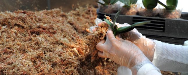 Biotecnología agrícola