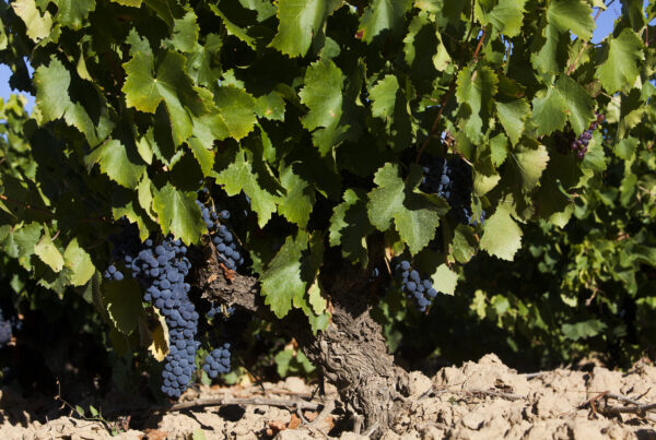 Bodegas San Martin